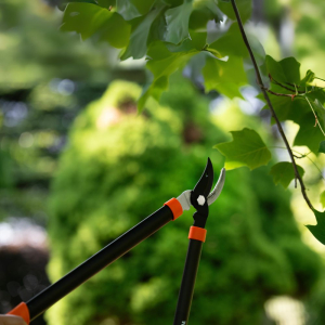 Długi sekator do gałęzi STANDARD 62cm